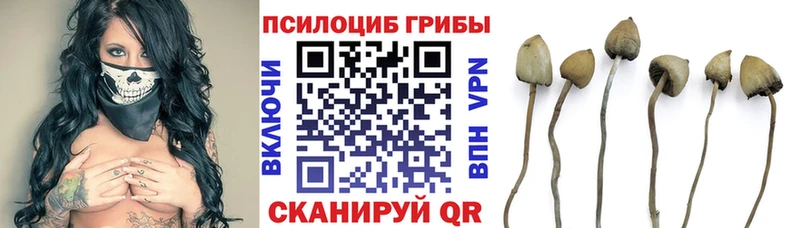 Галлюциногенные грибы MAGIC MUSHROOMS  закладки  Зима 